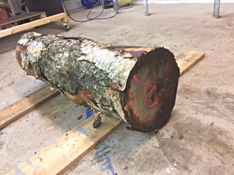 Der Rohling für den Blumenkübel: ein 130cm langer und 40cm durchmessender Birkenstamm